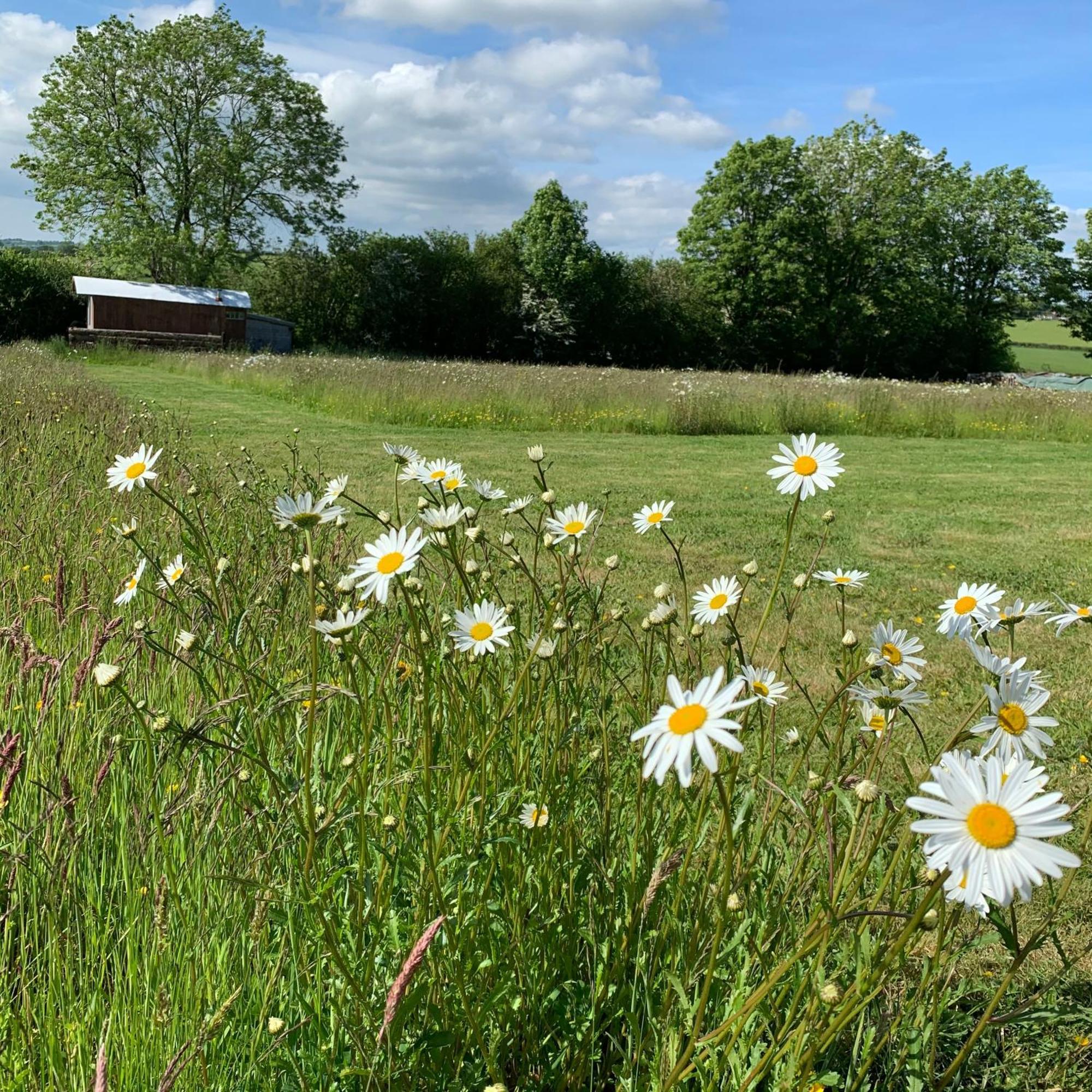 Hotel Ceridwen Glamping, Double Decker Bus And Yurts Llandysul Zewnętrze zdjęcie